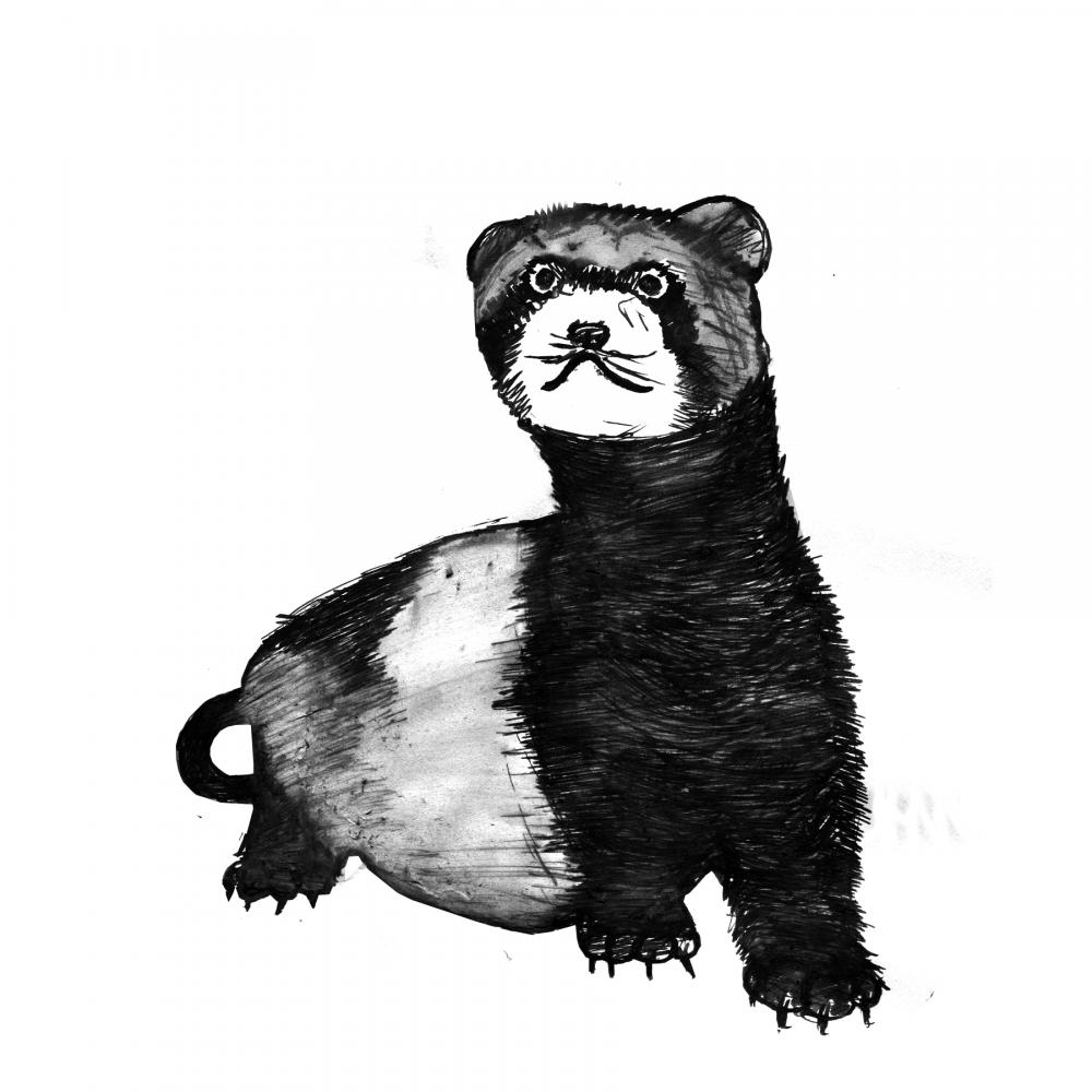 Ferret Art Print Black And White Animal Ink Drawing Series