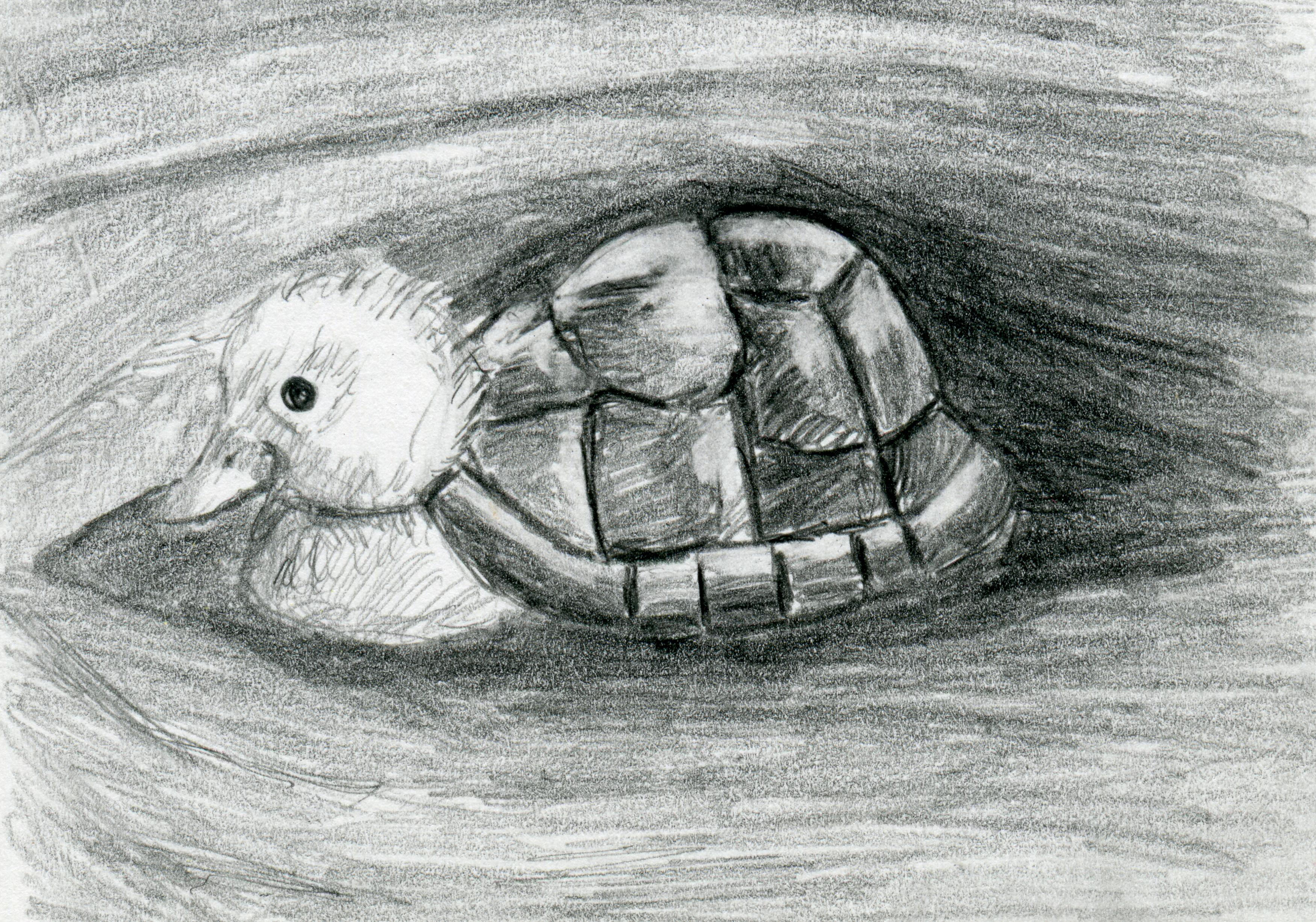 Turtle Duck Pencil Drawing Black And White Print - Hybrid Animals Series on  Luulla