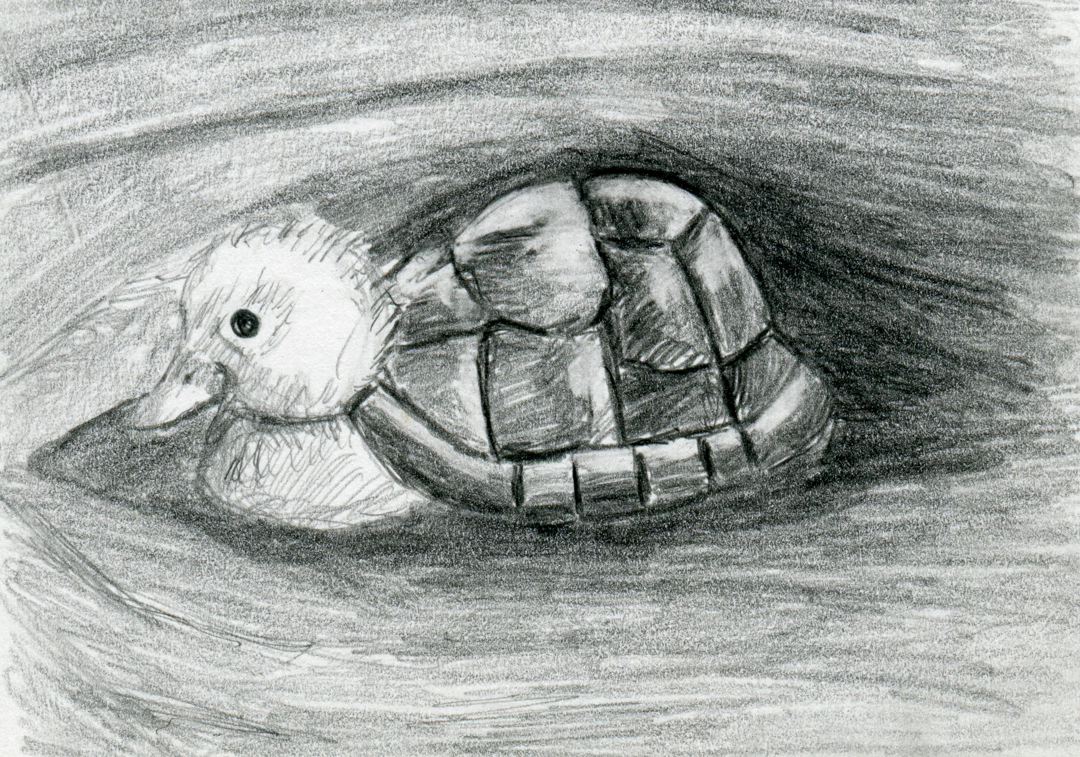 Turtle Duck Pencil Drawing Black And White Print - Hybrid Animals